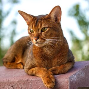 Myfamily Abyssiner IDtag