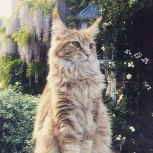 Myfamily Maine Coon IDtag