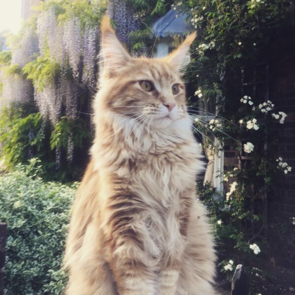 Myfamily Maine Coon IDtag