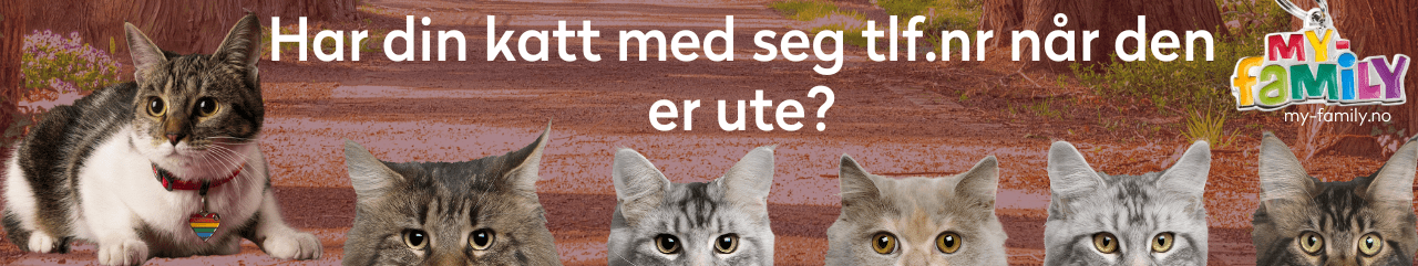 Katt i Norge