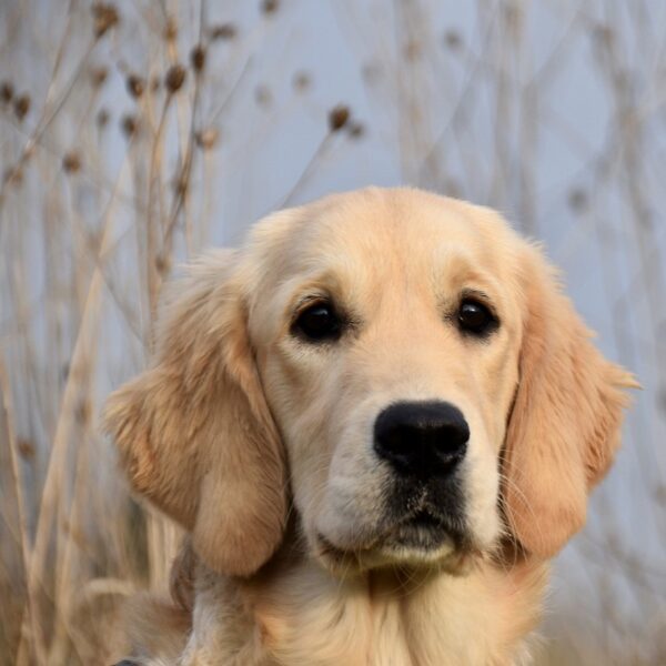 MyFamily Golden Retriever IDtag