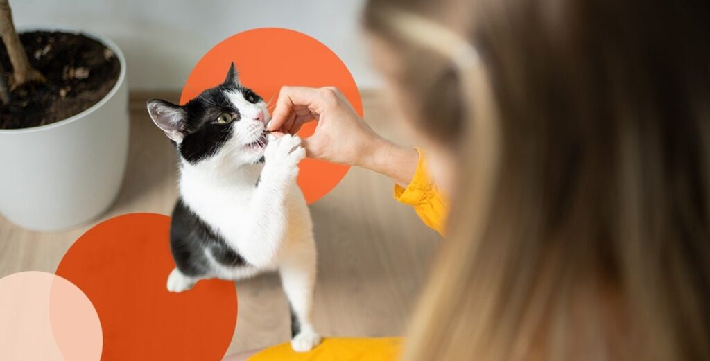 Kattetrening og anti-kloring