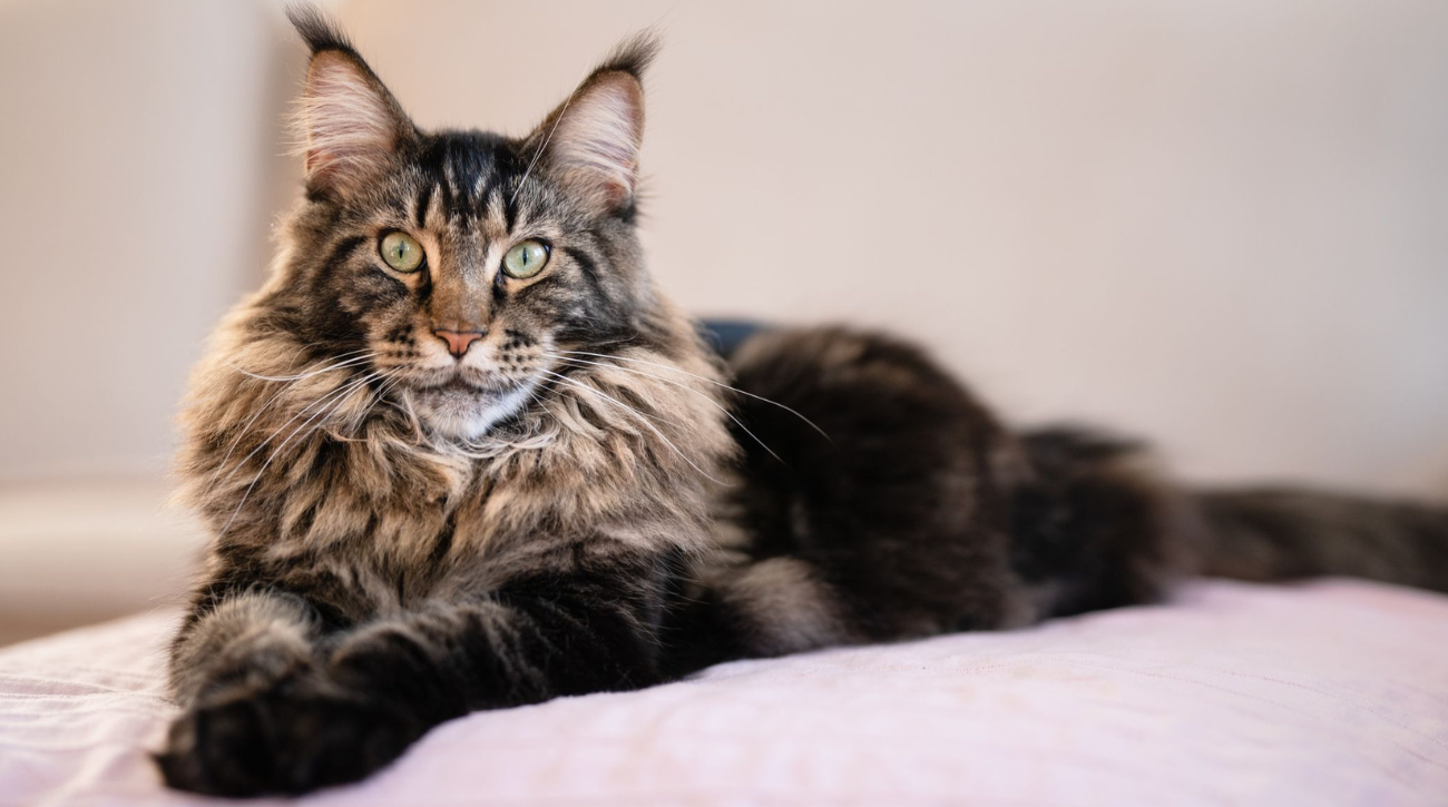 Maine coon