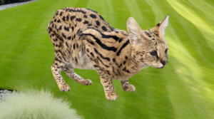 Serval katt