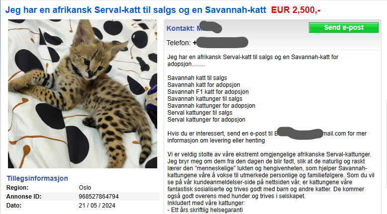 Serval katt