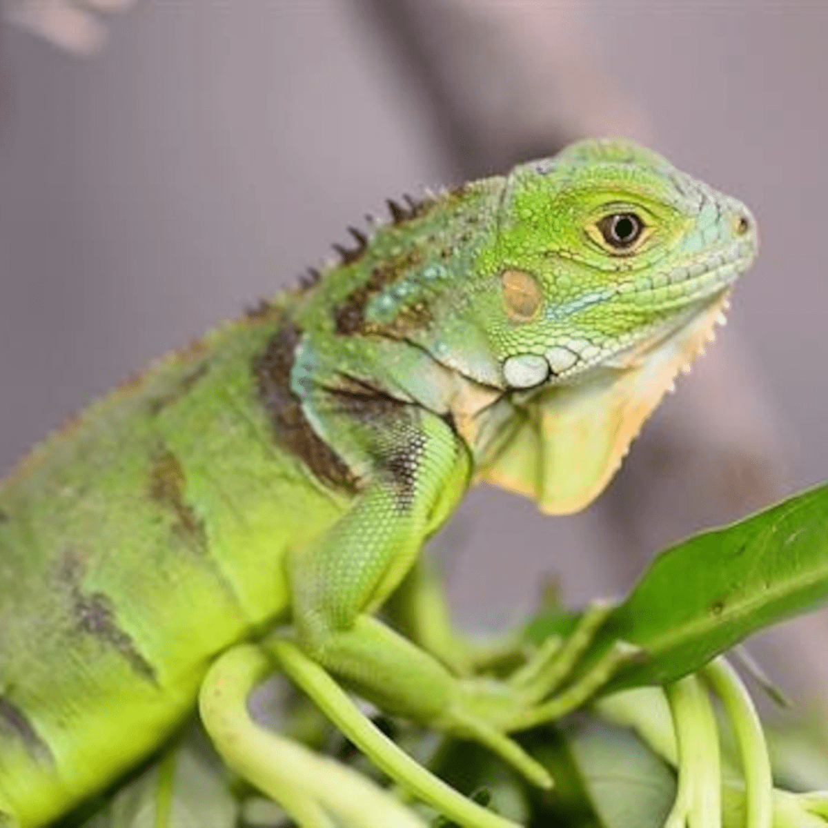 Myfamily Iguana