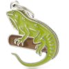 Myfamily Iguana Myfamily Iguana
