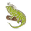 Myfamily Iguana Myfamily Iguana