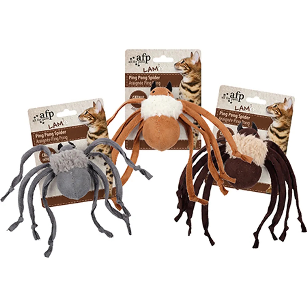 Katteleke Edderkopp Katteleke Edderkopp